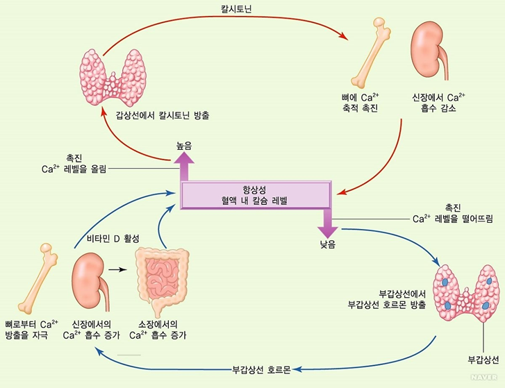 갑상선/부갑상선 이온칼슘 항상성 다이어그램
