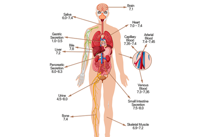 건강한 pH 수치 회복 및 유지